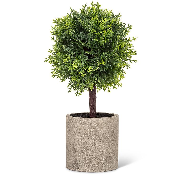 CONIFER TOPIARY IN POT