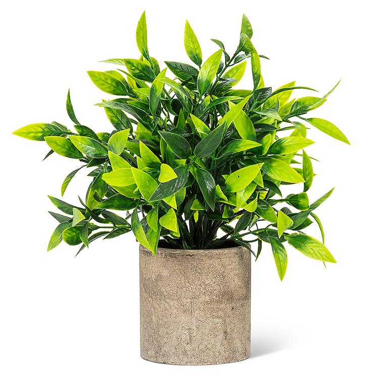 wide leaf house plant WIDE LEAF PLANT IN POT – Harmony Hygge Lifestyle