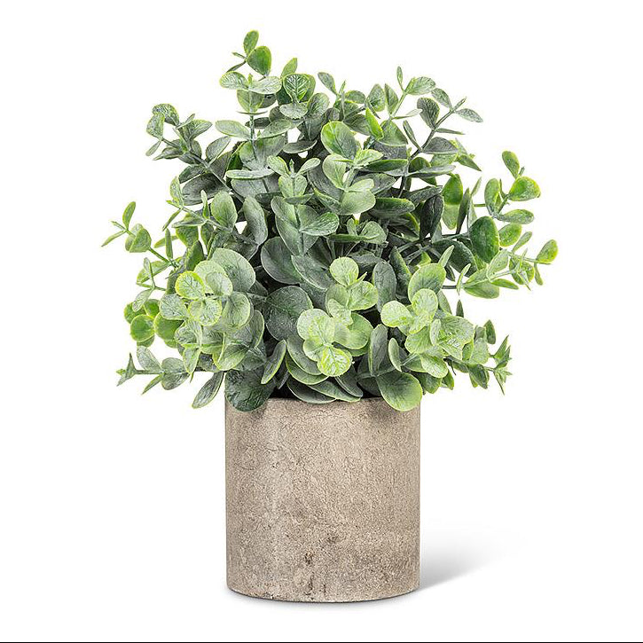 WIDE FLOCKED LEAF PLANT IN POT