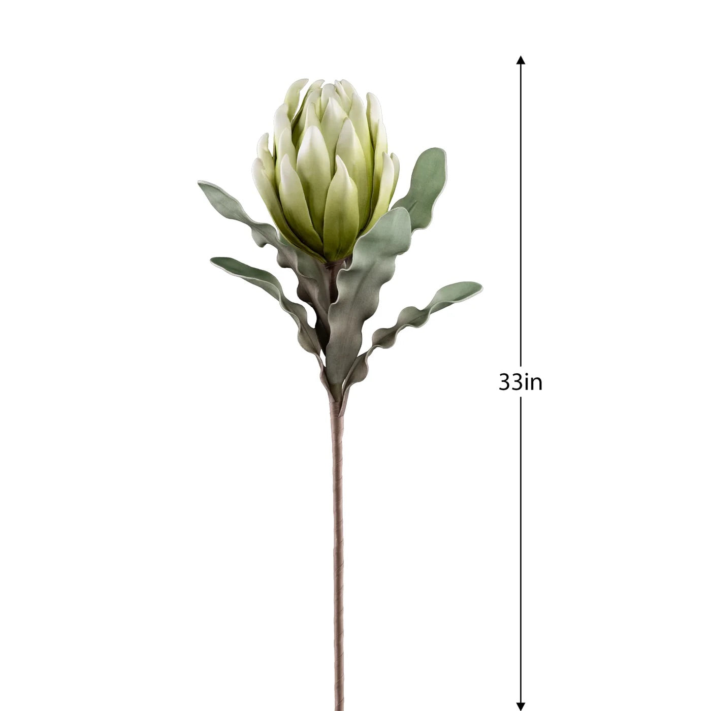 FLORAL STEM, PROTEA -GREEN