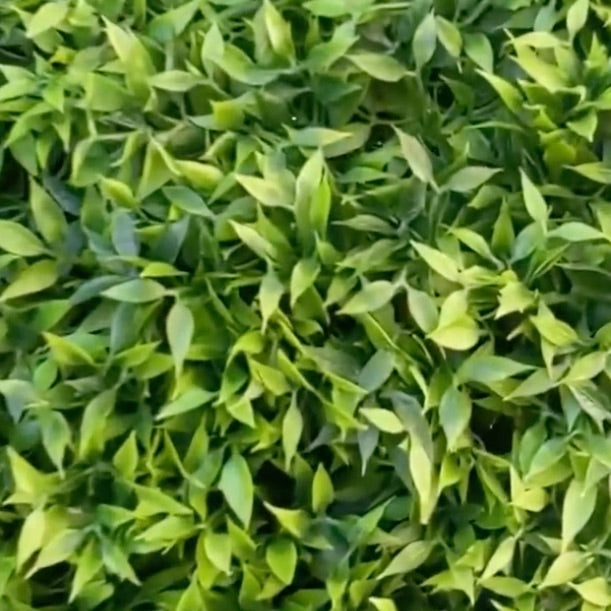 BOXWOOD SPHERE - XL (23")