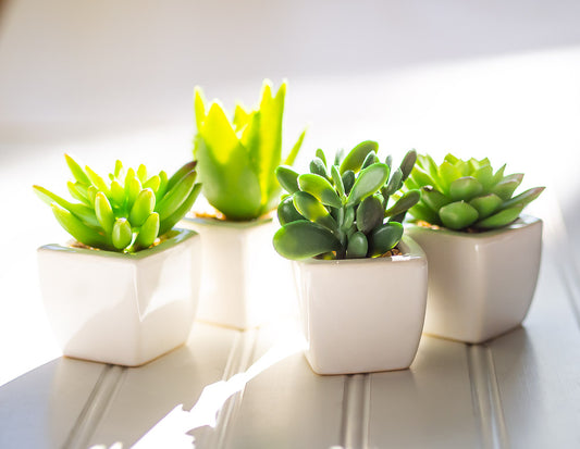 MINI SUCCULENT - WHITE POT