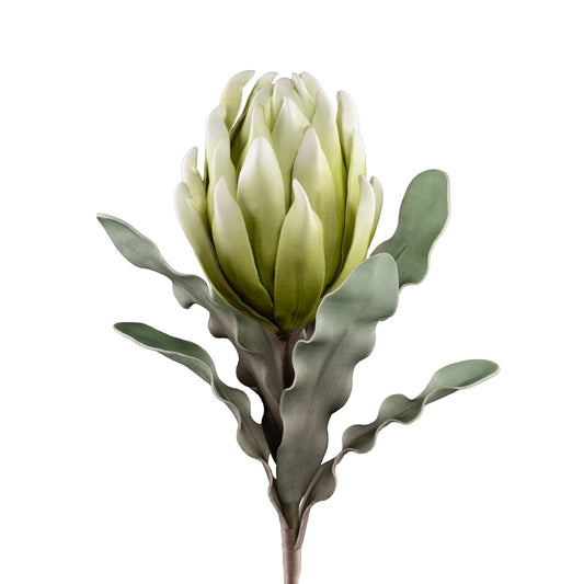 FLORAL STEM, PROTEA -GREEN