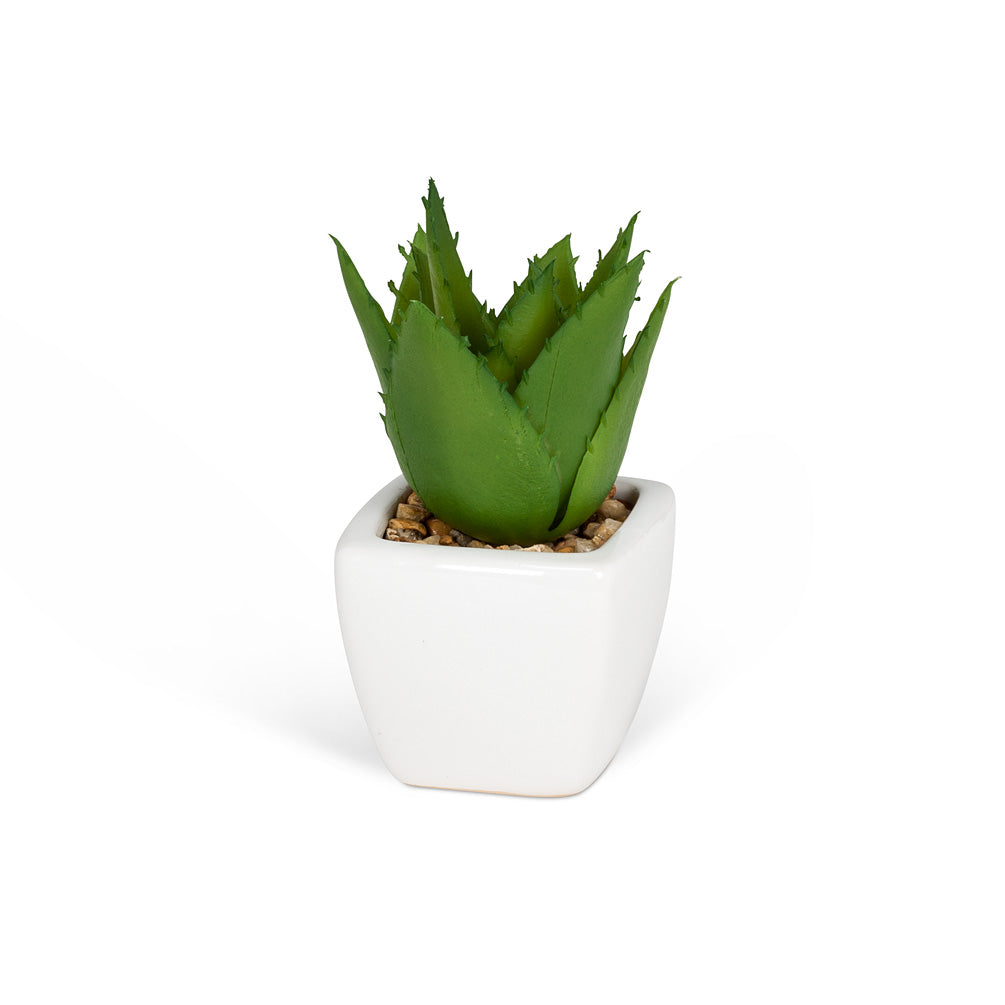 MINI SUCCULENT - WHITE POT