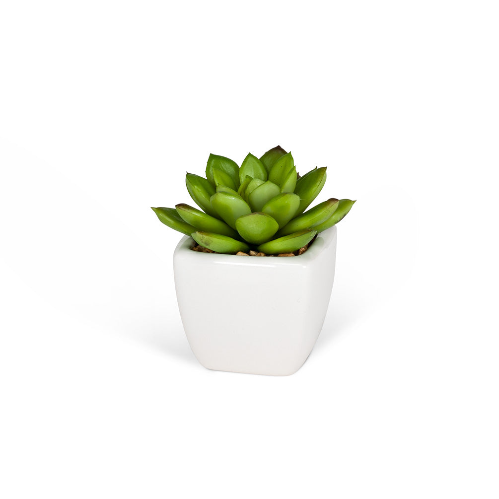 MINI SUCCULENT - WHITE POT