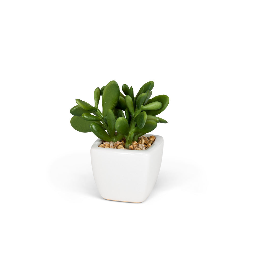 MINI SUCCULENT - WHITE POT
