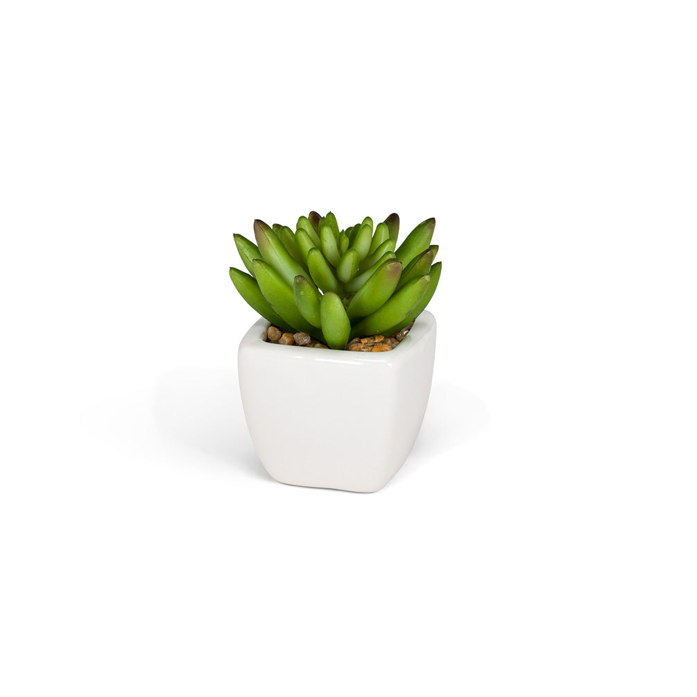 MINI SUCCULENT - WHITE POT