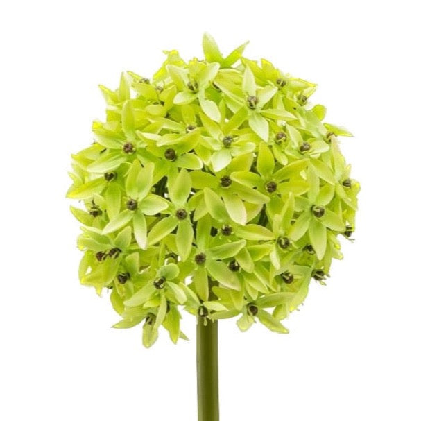 FLORAL STEM, ALLIUM - GREEN
