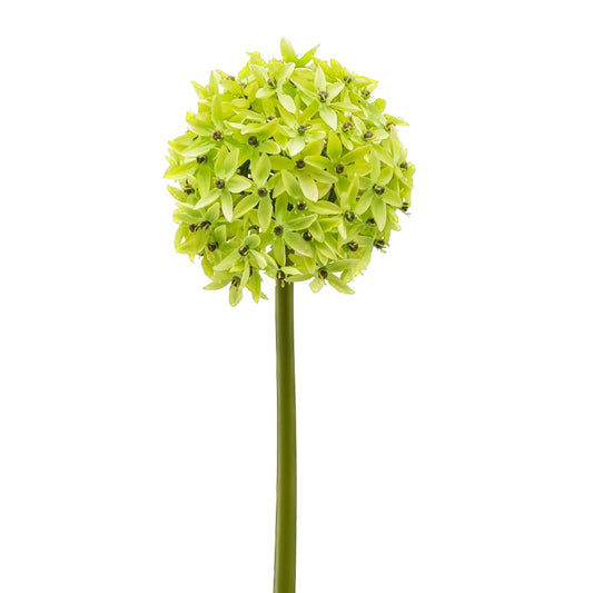 FLORAL STEM, ALLIUM - GREEN